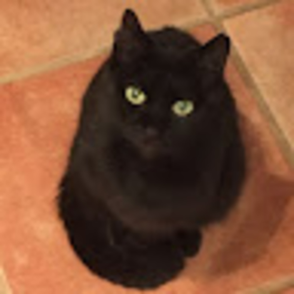 Meet your Posher, Stella